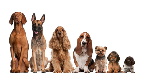 Raças de cachorro: guia completo das raças - Blog Petkie
